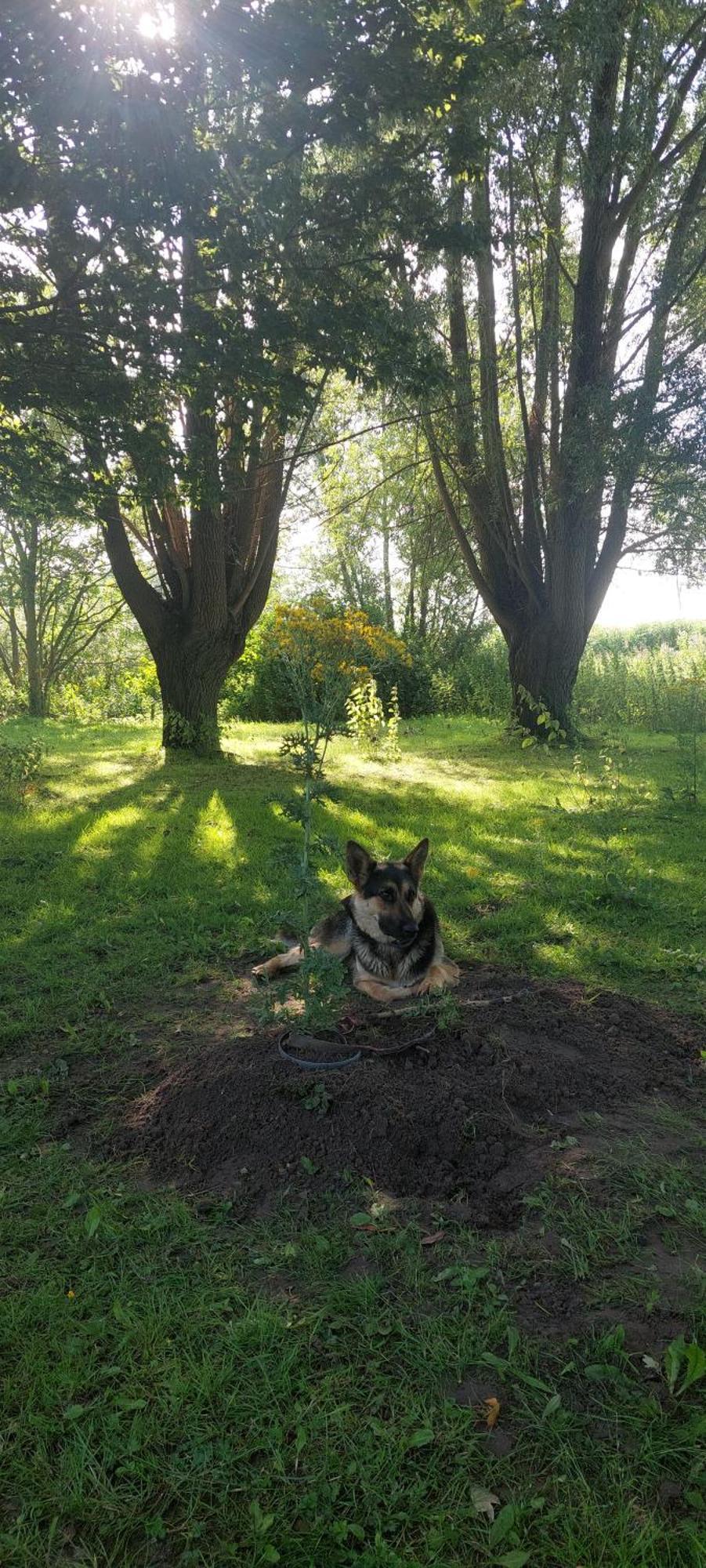 Camping Vergroening Camping, Bring Own Tent IJzendijke
